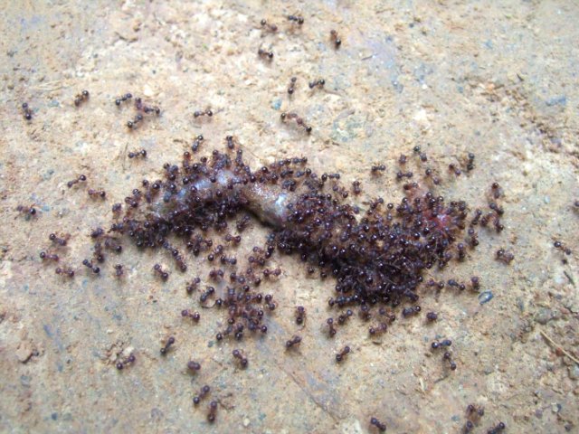 개미떼에 먹히는 지렁이.jpg