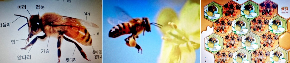 꿀벌 종합.jpg