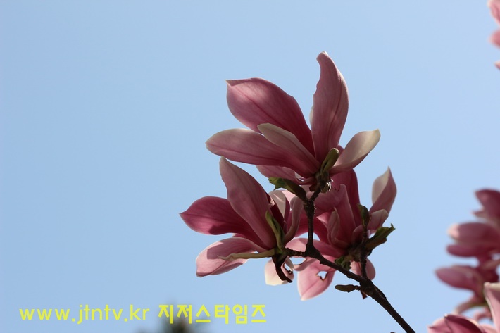 4월의 꽃 홍목련01.jpg