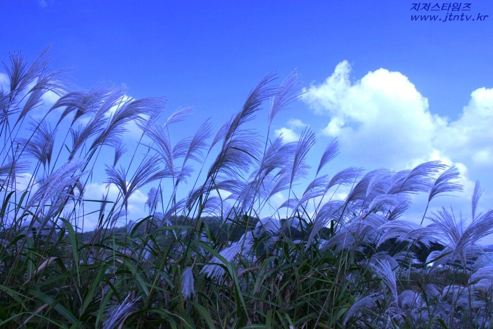 억새풀.jpg