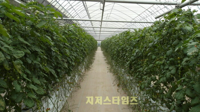 설_연휴_시설작물_관리_철저(내력_보강_방울토마토_하우스)01.jpg