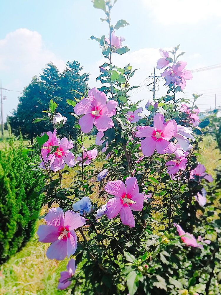 제주도 이기풍선교기념관 길에 활짝 핀 무궁화 꽃01.jpg