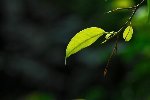 1149092-2-DSC_6217.jpg