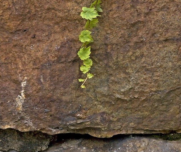 93044DSC5293rr.jpg