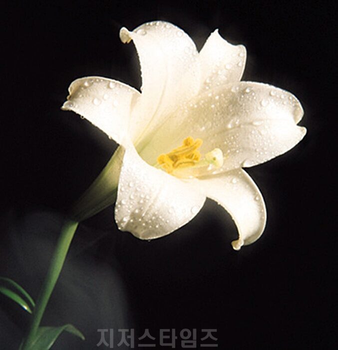 네가 믿느냐.jpg