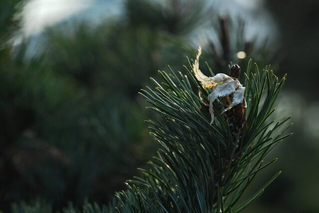 1212312-DSC_6299.jpg