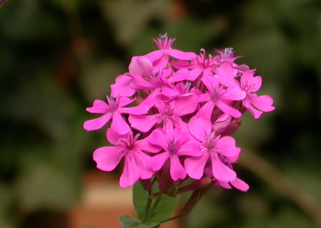 105710srDSCN6076.jpg