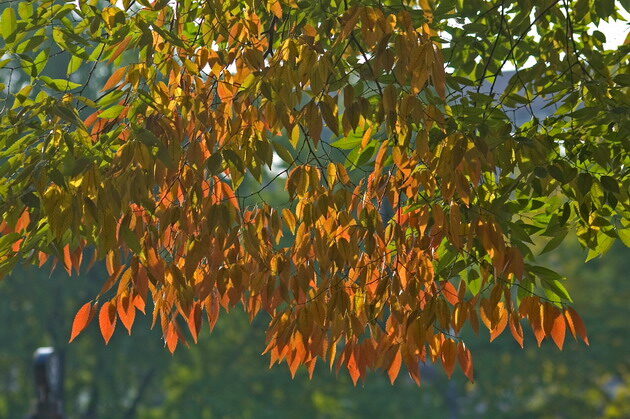95902100405DSC_7427r.jpg
