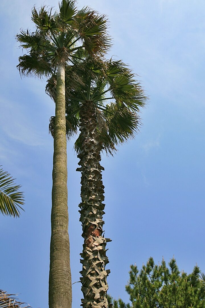 솟아라 힘.jpg