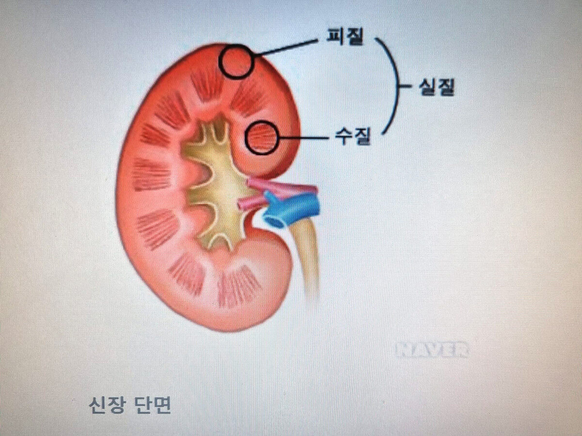 신장단면.jpg