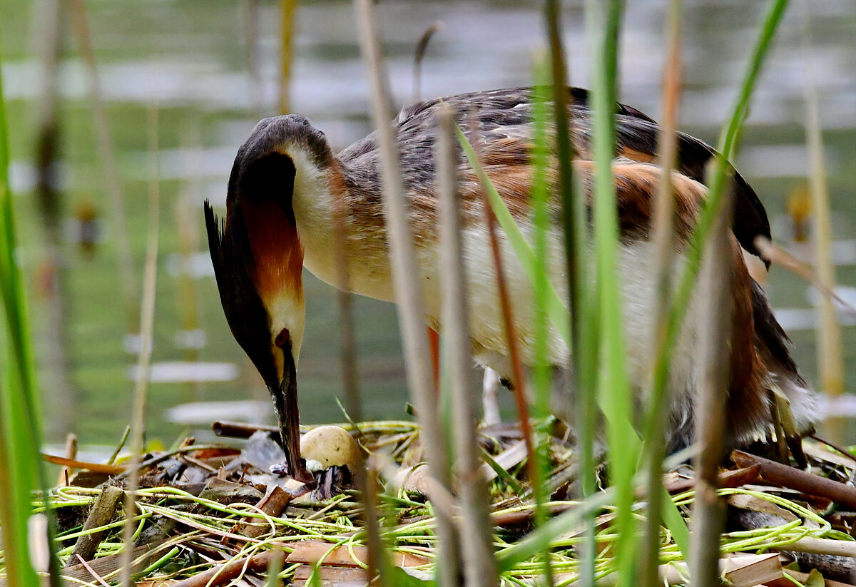 DSC_3761a.jpg