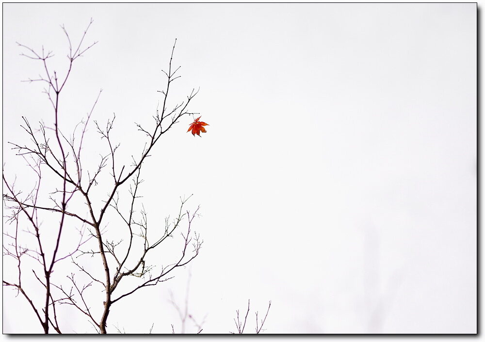 DSC_9803a.jpg