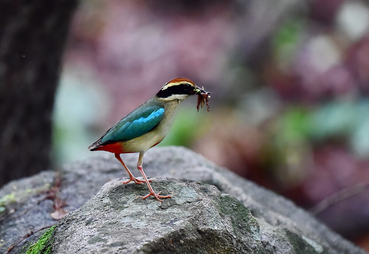 DSC_2425a.jpg