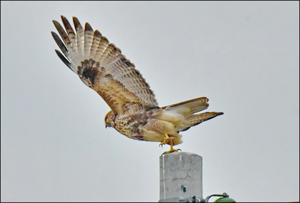 DSC_1847aaa.jpg