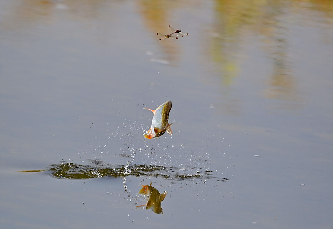 DSC_0090a.jpg