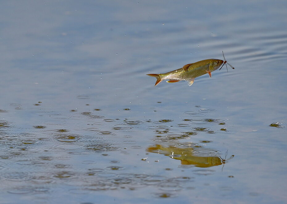 DSC_2179b.jpg