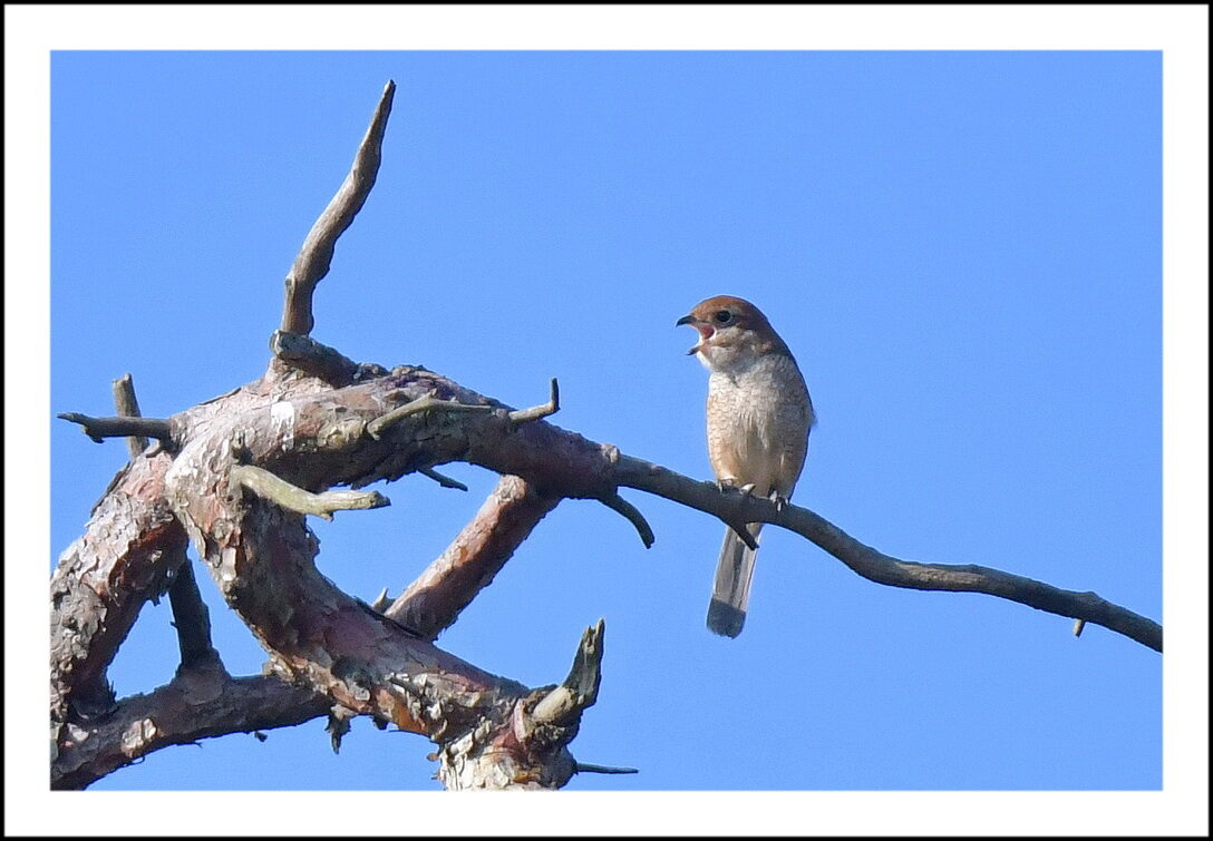 DSC_8214bz.jpg