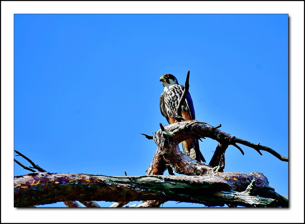 DSC_7393az.jpg