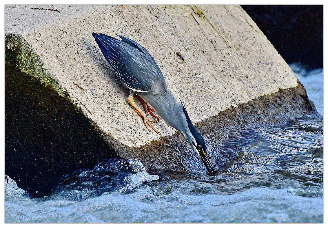 DSC_6833aaz.jpg