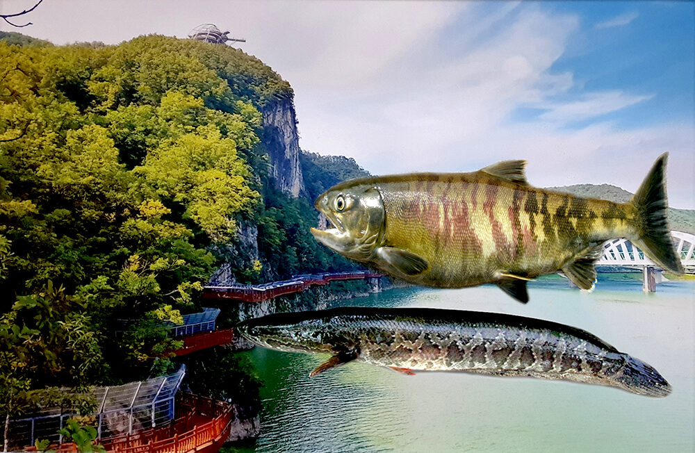연어와 가물치01.jpg