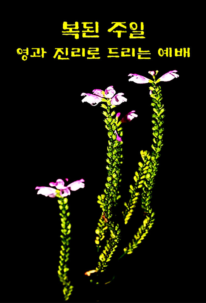 복된 주일 영과 진리로 드리는 예배.jpg