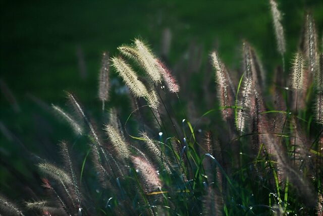 63118DSC_8949.jpg