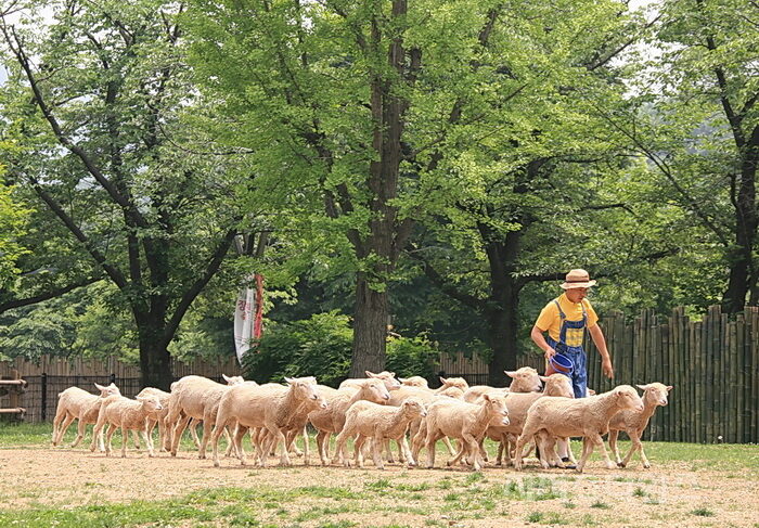 목자와 양떼-001.jpg