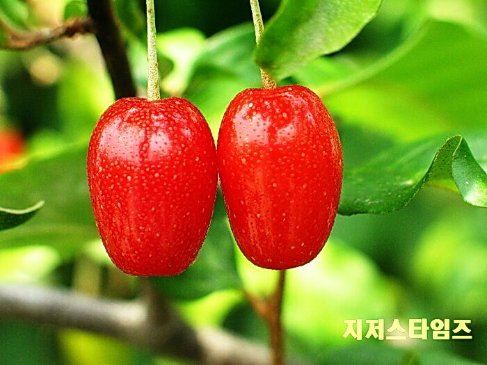 보리수00202.jpg